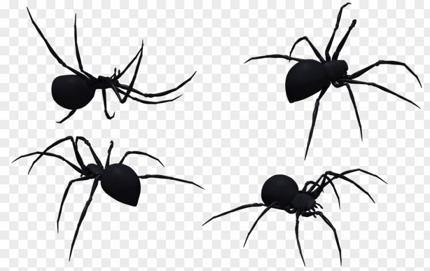 Black Widow Spider Art Spiders Stock.xchng Stock Photography Clip PNG