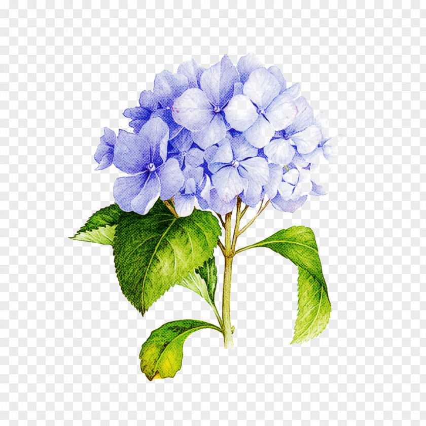 Cut Flowers Cornales Flower Flowering Plant Hydrangea Blue PNG