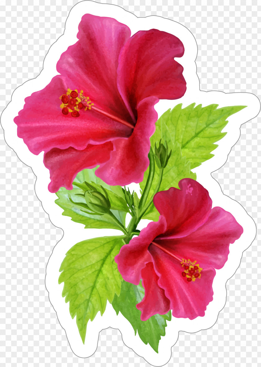Flowers Cartoon Hibiscus Sticker Vector Graphics Flower Decal PNG