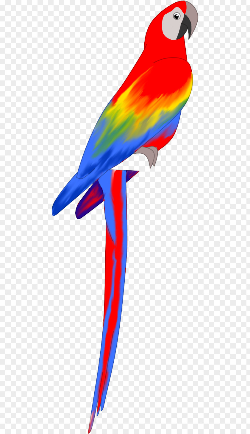 Rainbow Road Macaw Feather Beak Parakeet Wing PNG