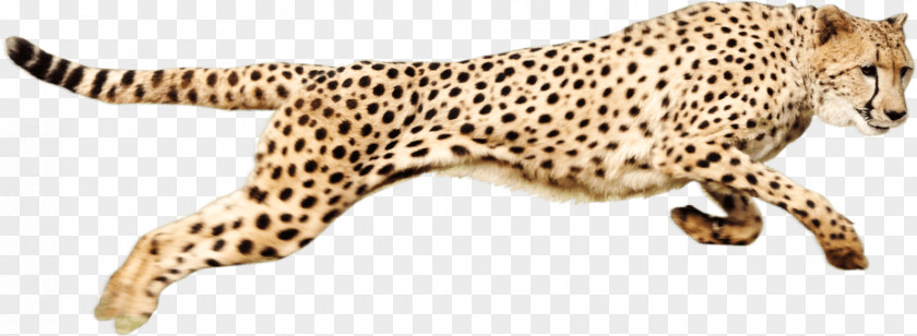 Running Cheetah Clip Art PNG