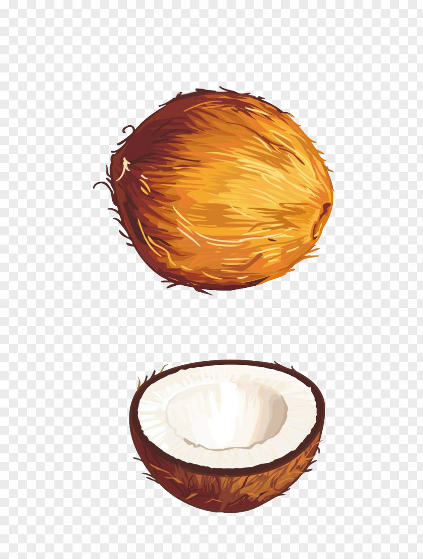 Coconut Fruit Euclidean Vector Illustration PNG