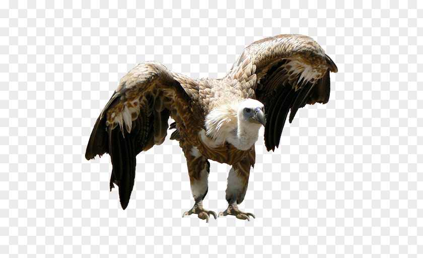 Eagle Bald Vulture Beak Feather PNG
