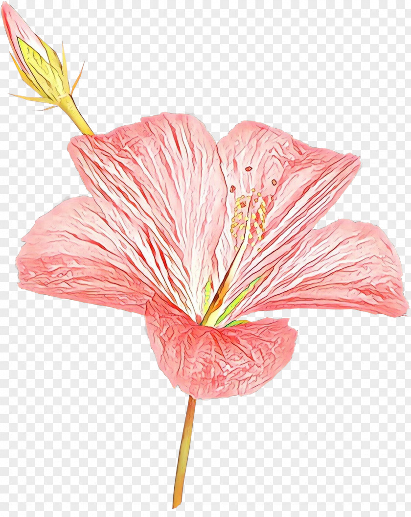 Herbaceous Plant Mallow Family Easter Lily Background PNG