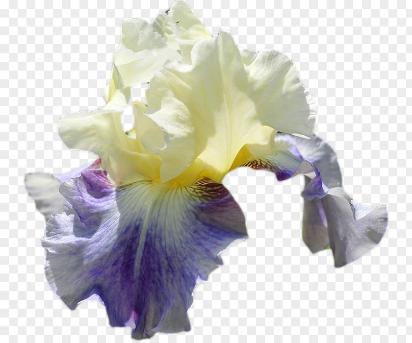 Cattleya Morning Glory Blue Iris Flower PNG