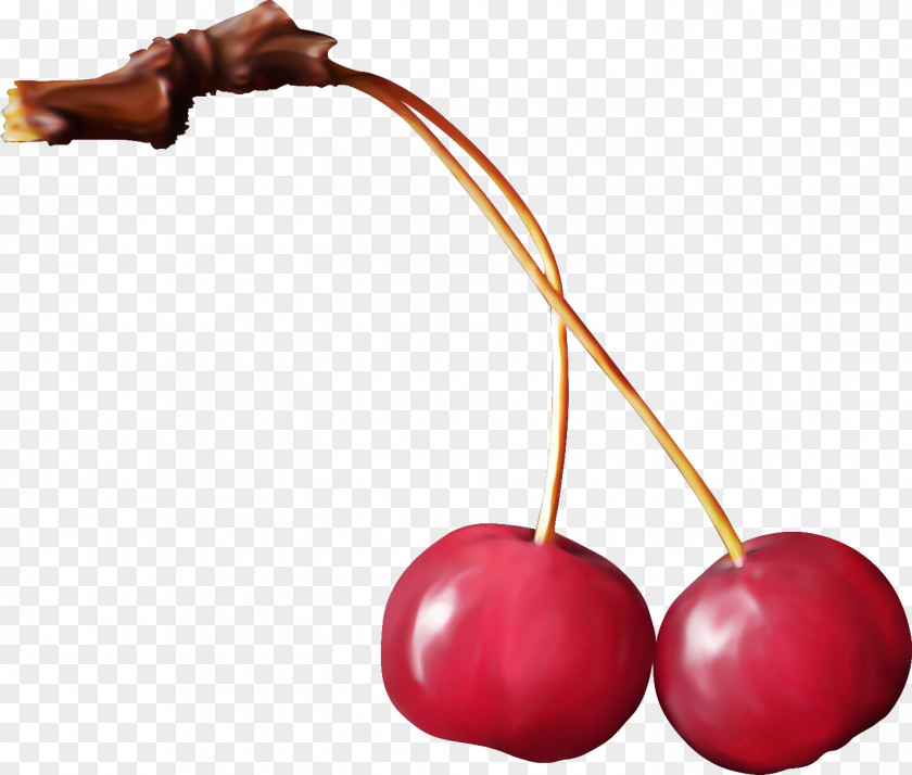 Cherry Plant Fruit PNG