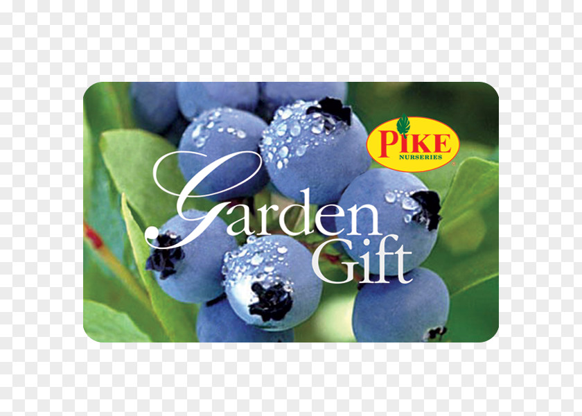 Holding Gift Highbush Blueberry Muscadine Bilberry Shrub PNG