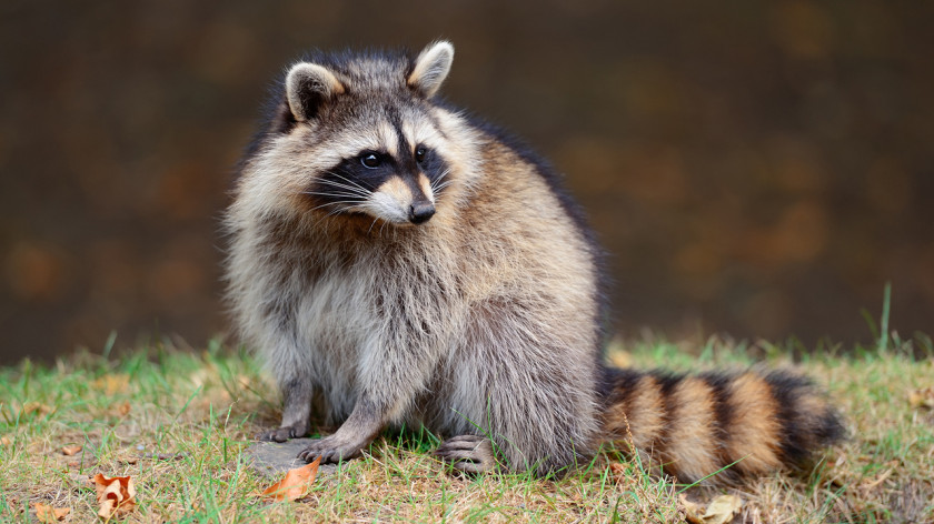 Raccoon Squirrel Dog Orangutan Nocturnality PNG