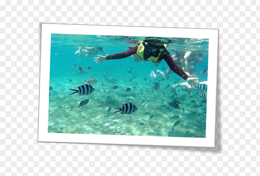 Ayuttaya Underwater Snorkeling Divemaster Organism Marine Biology PNG