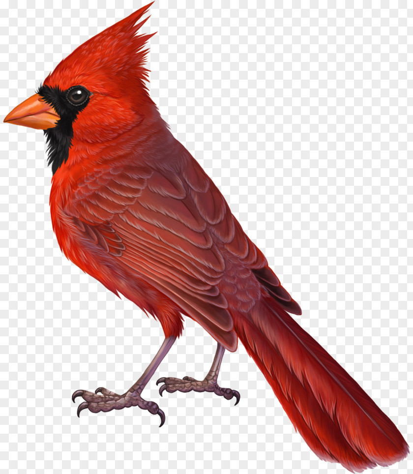 Bird Northern Cardinal Drawing The PNG