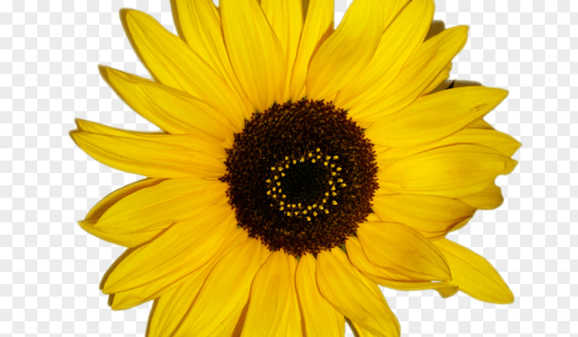 Cartoon Sunflower Common Vector Graphics Drawing Illustration PNG