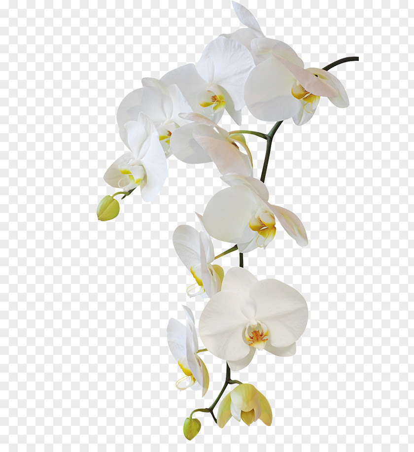 Flower Moth Orchids Stock Photography PNG