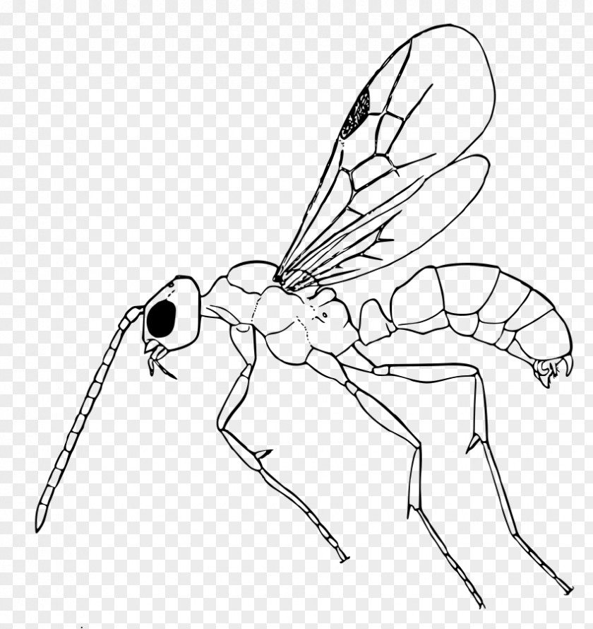 Fly Membranewinged Insect White Line Art Pest Wing PNG