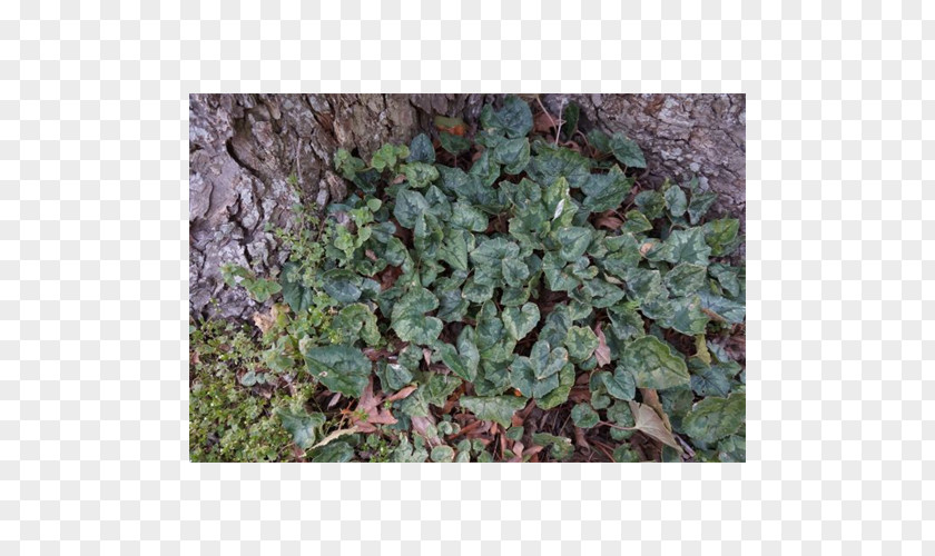 Leaf Herb Groundcover Lawn Subshrub PNG