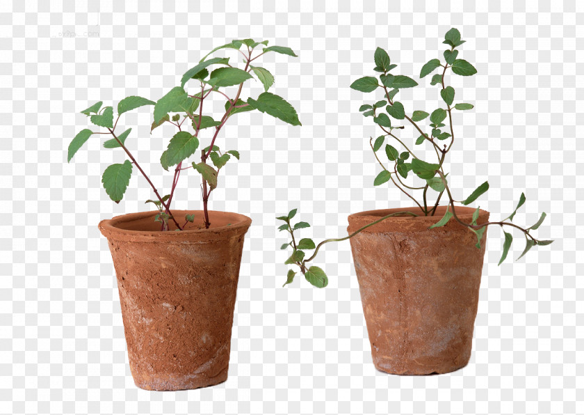 Plant Potted Plants Moisture Meter U3232u7dd1u7523u696d U9834u7530u4e8bu696du6240 PNG
