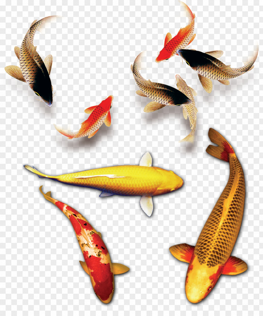 Fish Free To Download Koi Budaya Tionghoa PNG