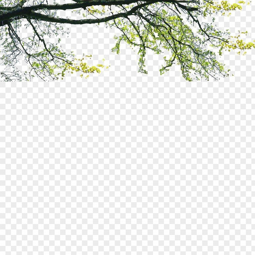 Landscape Foreground Tree Poster PNG