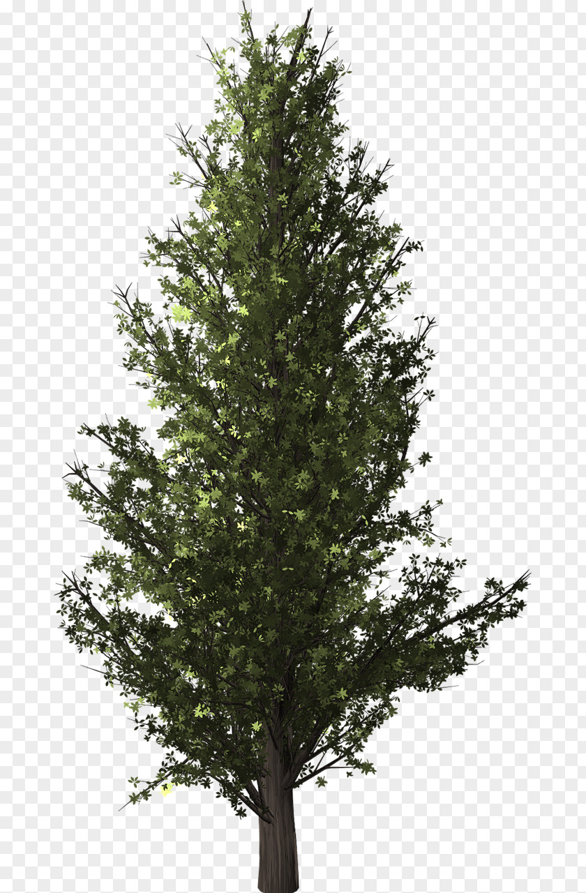 Tree Clip Art Forest Plants Image PNG