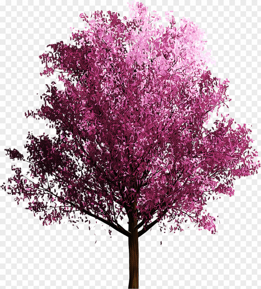 Tree Pink Plant Flower Red Bud PNG