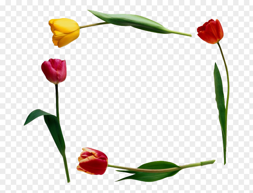 Colorful Tulips Tulip Flower Clip Art PNG