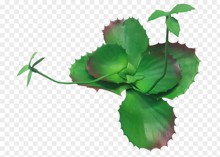 Echeveria Leaf Herbalism Plant Stem Flower PNG