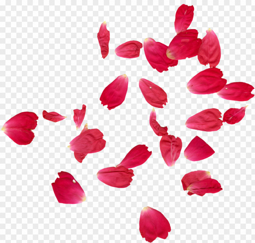 Falling Rose Petals Faridabad Petal Flower Henna PNG
