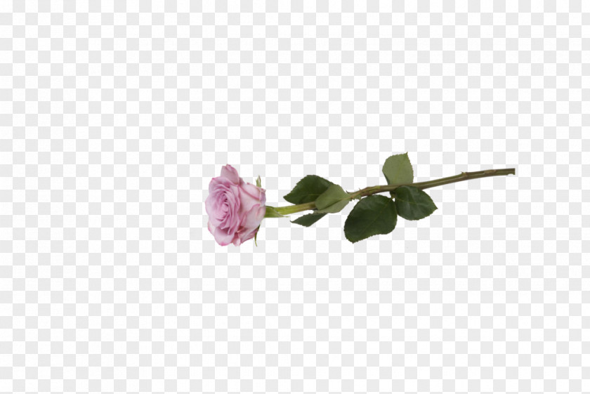 Rose Lines Petal Cut Flowers Flowering Plant PNG