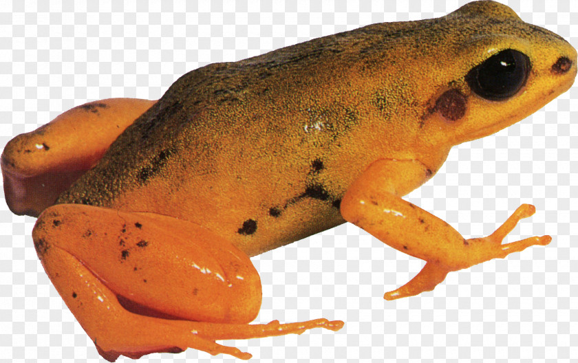 Yellow Frog American Bullfrog True Tree Toad PNG