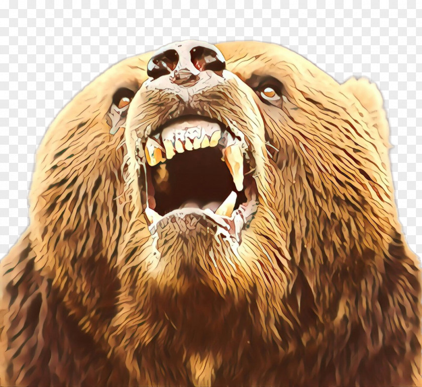 Brown Bear Grizzly Facial Expression Kodiak Roar PNG