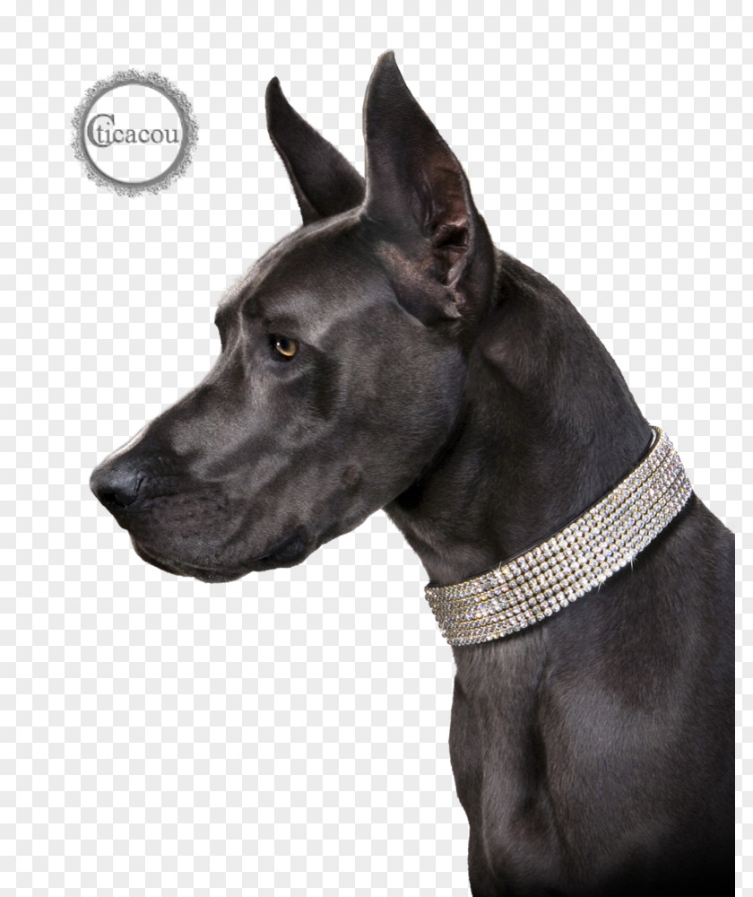 Cat Great Dane Dog Breed Puppy Collar PNG