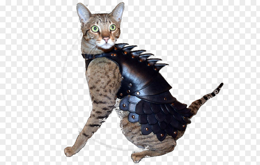 Cat Plate Armour Body Armor Felidae PNG