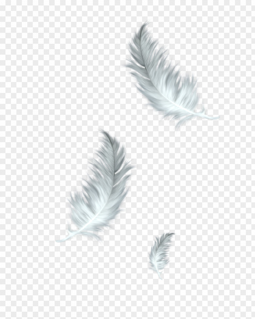 Feathers The Floating Feather Bird Clip Art PNG