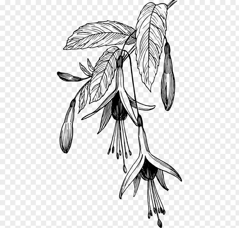 Fuchsia Black And White Drawing Clip Art PNG