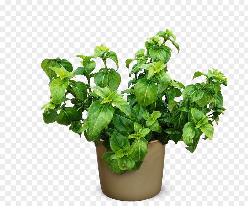 Herbals Herb Rungia Klossii Plant Spice PNG