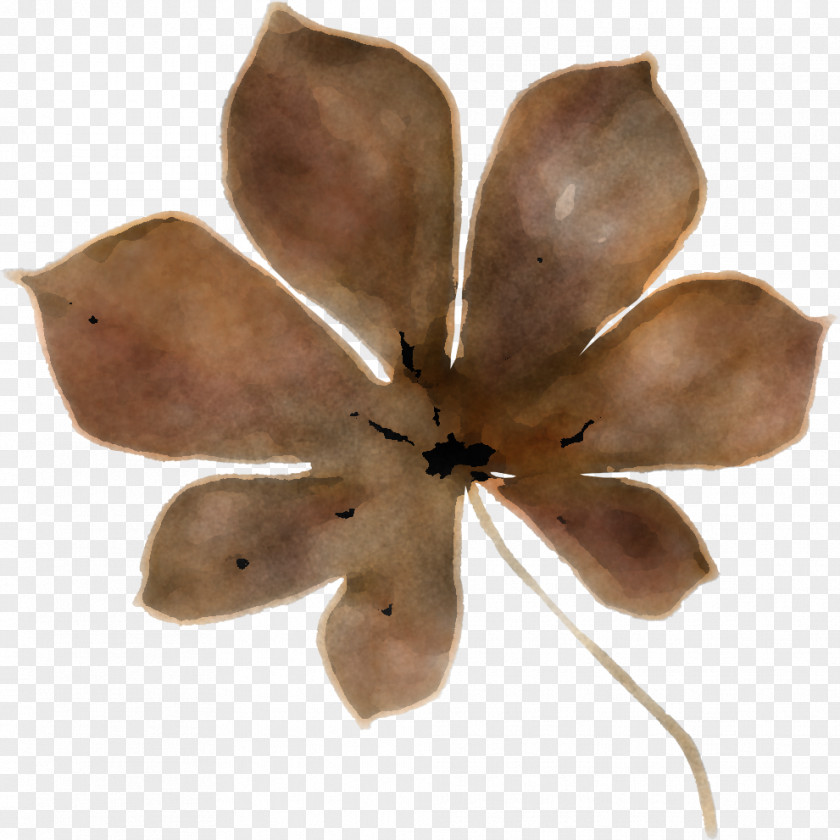 Petal Flower Plant Leaf Magnolia Family PNG