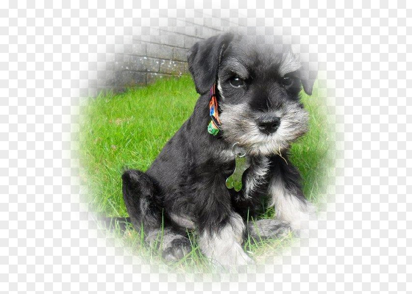 Puppy Miniature Schnauzer Standard Dandie Dinmont Terrier Schnoodle Morkie PNG