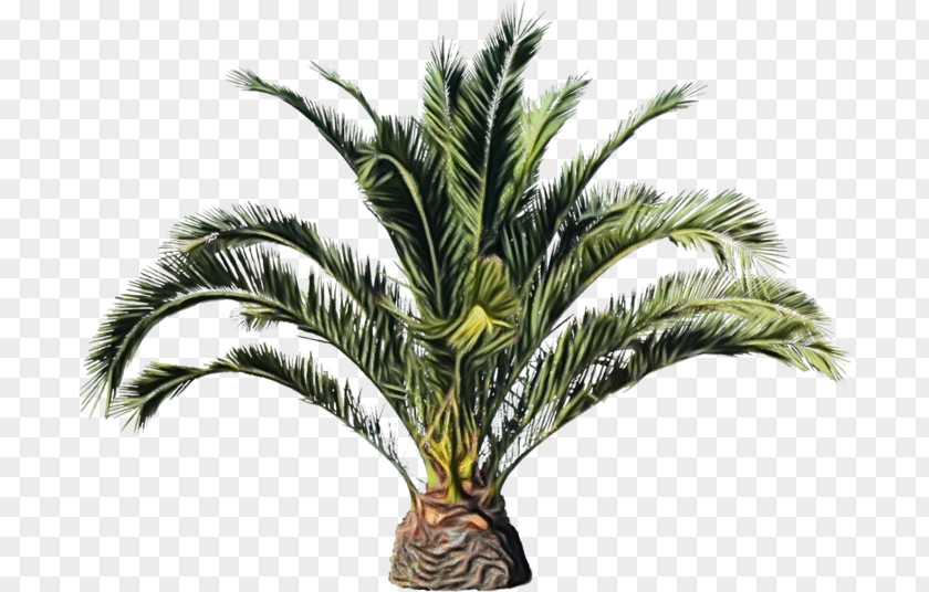 Attalea Speciosa Cycad Palm Oil Tree PNG