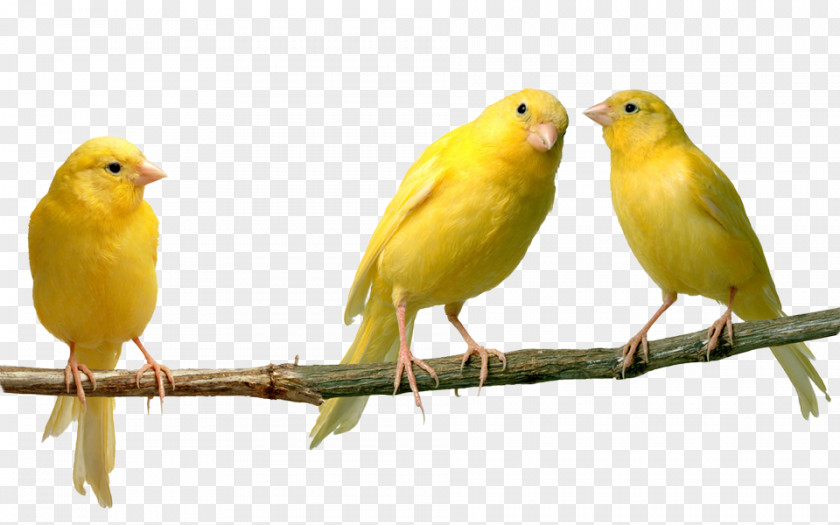 Bird Domestic Canary Finches Yellow PNG