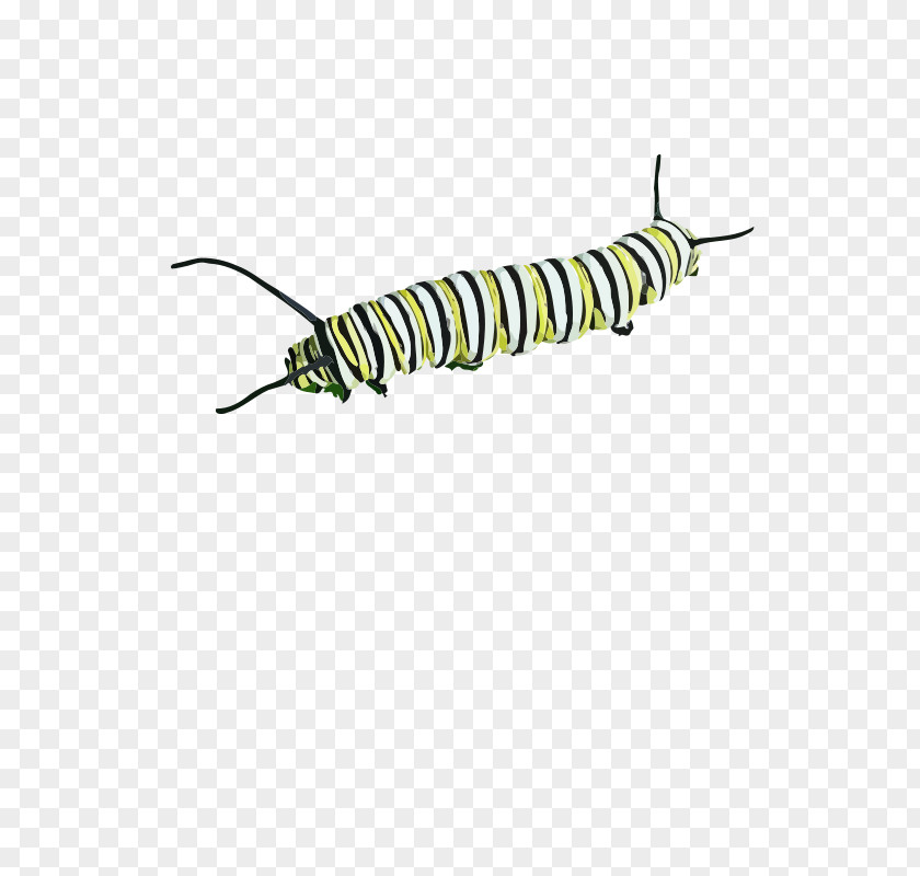 Caterpillar Clip Art PNG