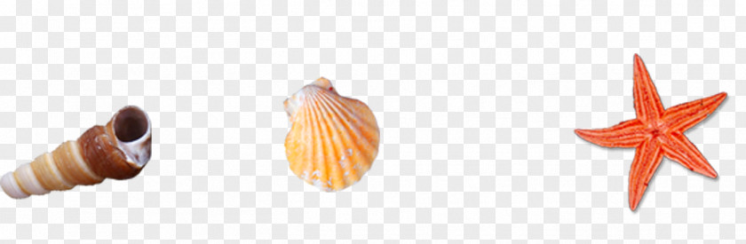 Conch Shell Seashell Beach Sea Snail PNG
