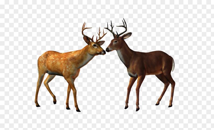 Deers Red Deer Elk Ceylon Clip Art PNG