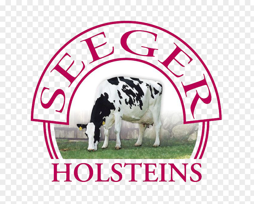 Milk Hof Seeger Holstein Friesian Cattle Taurine Farm PNG