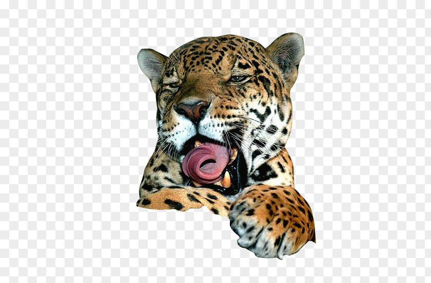 Volume Tongue Leopard Jaguar Lion Felidae Cat PNG