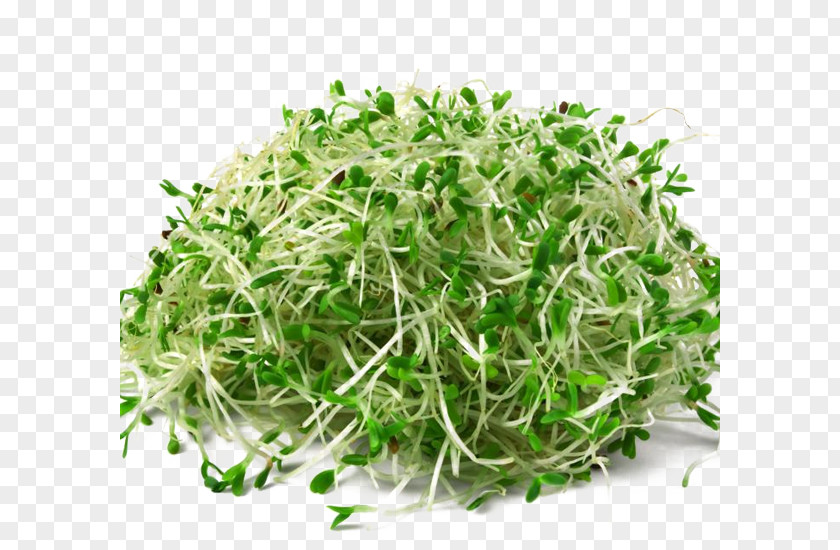 Alfalfa HD Sprouts Seed Sprouting Organic Food PNG