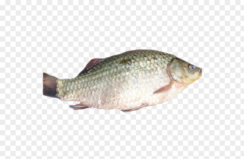 Carpe Tilapia Barramundi Carp Perch Rudd PNG