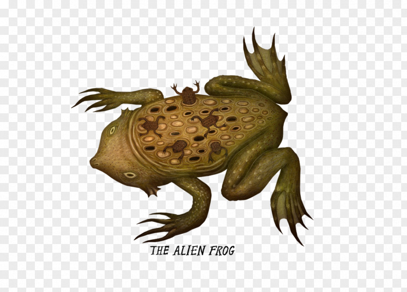 Frog Toad True Surinam Horned PNG