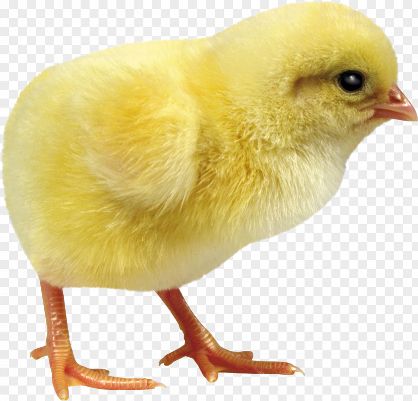 Nowruz Chicken Incubator Egg Debeaking Duck PNG
