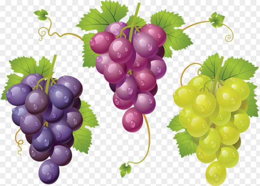 Raisin Common Grape Vine Zante Currant Sultana PNG