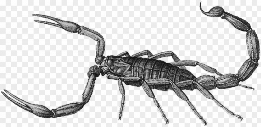 Scorpion From Provincial Savant To Parisian Naturalist: The Recollections Of Pierre-Joseph Amoreux (1741-1824) Animal Insect Bat PNG