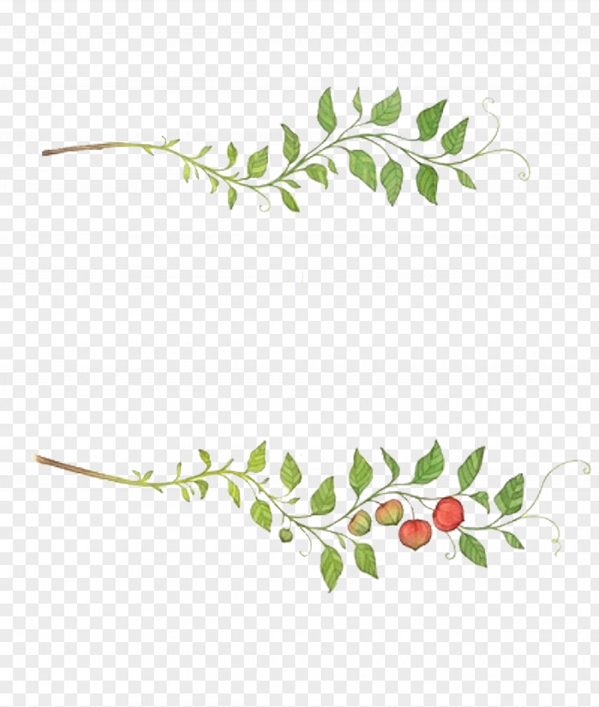Vines Are Available For Free Download Leaf Fruit Auglis PNG